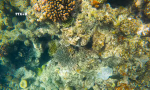 San hô tại Rạn san hô Great Barrier ở Queensland, Australia. Ảnh: THX/TTXVN