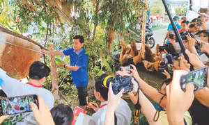 Ngày 29/4/2022, Hội kỷ lục Việt Nam (Vietkings) đã xác lập kỷ lục “Tổ ong lớn nhất Việt Nam” có kích thước 2,2 m x 1 m, nặng 43 kg, thu khoảng 15 lít mật và 2 kg phấn hoa. Ảnh: Loan Phương