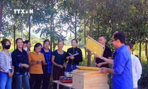 Huyện miền núi Minh Hóa xây dựng nhiều mô hình sinh kế hiệu quả vùng đồng bào dân tộc thiểu số