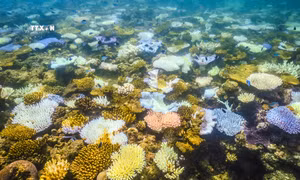 San hô bị tẩy trắng quanh đảo Lizard trên Rạn san hô Great Barrier, Australia ngày 5/4/2024. Ảnh: AFP/TTXVN