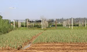 Vùng sản xuất xã Tịnh Long, thành phố Quảng Ngãi, nông dân chủ động chuyển đổi cây trồng, khoan giếng nước trên ruộng để tưới tiêu trong mùa khô. Ảnh: Đinh Hương - TTXVN