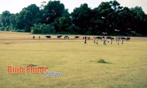 Trảng cỏ Bù Lạch thuộc địa phận xã Đồng Nai, huyện Bù Đăng, tỉnh Bình Phước, cách thành phố Đồng Xoài khoảng 70km. Đây là một khu “phức hợp” gồm những cánh đồng cỏ rộng lớn xanh mướt trải dài cùng với hồ nước tự nhiên nằm lọt giữa những cánh rừng nguyên sinh tạo thành một bức tranh thiên nhiên vô cùng thơ mộng và sinh động. Ảnh: baobinhphuoc.com.vn