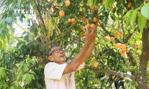 Ông Huỳnh Văn Cập thu hoạch thanh trà nghịch vụ. Ảnh: Lê Thúy Hằng - TTXVN