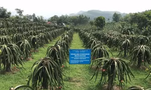 Mô hình trồng thanh long đỏ theo tiêu chuẩn VietGap tại huyện Lập Thạch, tỉnh Vĩnh Phúc. Ảnh: Nguyễn Thảo-TTXVN