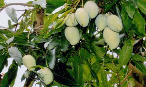 Thu hoạch xoài cát Hòa Lộc. Ảnh: Đình Hụê -TTXVN
