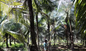 Khẩn trương diệt trừ sâu đầu đen phá hại vườn dừa