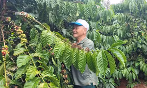 Vụ cà phê 2023, gia đình ông Võ Ngọc Thanh, trú tại xã Láng Lớn, huyện Châu Đức thu hoạch vụ cà phê thu lãi hơn 100 triệu/400 gốc cà phê. Ảnh: Hoàng Nhị - TTXVN