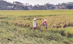 Đồng lúa của nông dân xã Minh Quang, huyện Tam Đảo bị mưa bão, lũ gây đổ ngã. Ảnh: Nguyễn Trọng Lịch - TTXVN