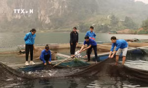 Mô hình nuôi cá lồng của Lường Văn Chùm (Người cầm vợt) ở xã Ta Gia, huyện Than Uyên, tỉnh Lai Châu tạo công ăn việc làm cho nhiều thanh niên tại xã. Ảnh: Nguyễn Oanh-TTXVN