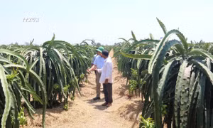 Khách thăm vườn thanh long của ông Trịnh Văn Phúc ấp Xóm Chủ, xã Kiểng Phước (Gò Công Đông, Tiền Giang). Ảnh: Minh Trí - TTXVN
