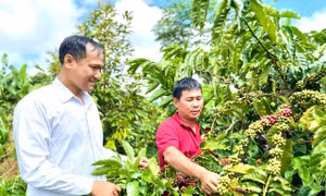 Đồng bào dân tộc ở huyện Chư Pưh trồng cây cà phê thay thế dần những vườn tiêu bị chết. Ảnh: Quang Thái