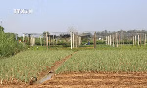 Vùng sản xuất xã Tịnh Long, thành phố Quảng Ngãi, nông dân chủ động chuyển đổi cây trồng, khoan giếng nước trên ruộng để tưới tiêu trong mùa khô. Ảnh: Đinh Hương - TTXVN