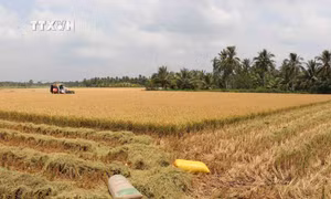 Nông dân xã Thanh Mỹ (Châu Thành, Trà Vinh) thu hoạch lúa vụ Đông Xuân 2023-2024. Ảnh: Thanh Hòa - TTXVN