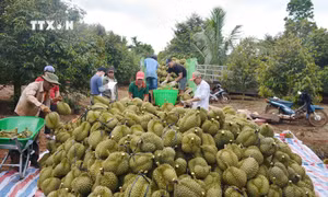 Thu mua sầu riêng tại nhà vườn ở thị xã Buôn Hồ, tỉnh Đắk Lắk. Ảnh: Hoài Thu – TTXVN