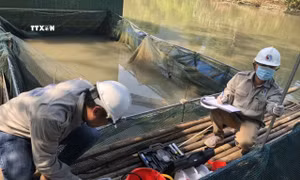 Cá chết hàng loạt, Tuyên Quang khẩn trương lấy mẫu nước phân tích