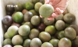 Quả chanh leo có giá bình quân gần 20.000 đồng/kg. Ảnh: Quý Trung – TTXVN
