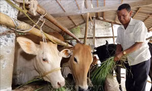 Chăn nuôi bò ở xã Tập Sơn, huyện Trà Cú, Trà Vinh. Ảnh: Trần Việt-TTXVN