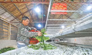 Huyện Trấn Yên vận động người dân áp dụng kỹ thuật nuôi và chăm sóc tằm như: nuôi trên khay trượt, nuôi trong nhà lạnh. Ảhh: Tuấn Anh
