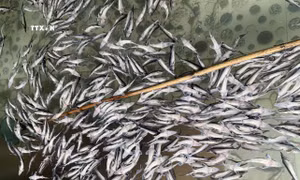 Lai Châu: Vào cuộc làm rõ nguyên nhân 11 tấn cá tầm chết trắng bụng
