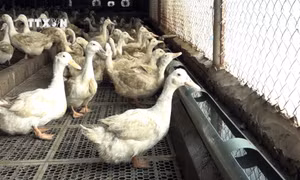 Vịt được nuôi trong chuồng lạnh khép kín, trên nền đệm lót sinh học. Vịt được cho ăn tự động và uống nước sạch nên sinh trưởng và phát triển khỏe mạnh. Ảnh: Phạm Kiên - TTXVN