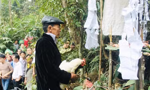 Nghi lễ cúng rừng dưới gốc cây táu mật cổ thụ. Ảnh: Tuấn Anh
