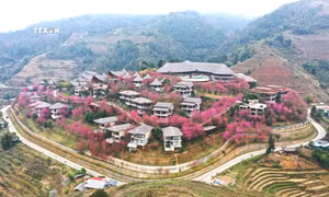 Hoa mọc tự nhiên ở các xã Nậm Khắt, Púng Luông hay Dế Xu Phình, trong đó nơi có nhiều tớ dày nhất là xã La Pán Tẩn (huyện Mù Cang Chải). Ảnh: Tuấn Anh-TTXVN