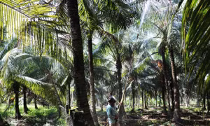 Khẩn trương diệt trừ sâu đầu đen phá hại vườn dừa