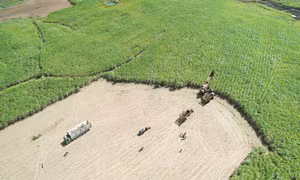 Cánh đồng mía lớn tại tỉnh Gia Lai. Ảnh: Hoài Nam