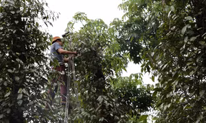 Tỉa các nhánh trụ tiêu tại vườn của gia đình ông Hoàng Văn Quân, xã Hòa Hiệp (huyện Xuyên Mộc). Ảnh: Hoàng Nhị - TTXVN