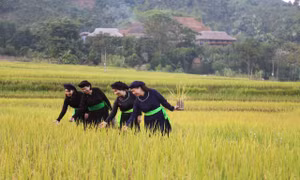 Bên dòng Nậm Luông yên bình ở xã Nghĩa Đô, huyện Bảo Yên (Lào Cai) là những bản làng trù phú của người Tày. Ảnh: Hương Thu