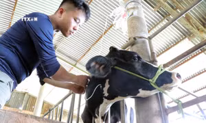 Chưa xác định được nguyên nhân gây bệnh tiêu chảy trên đàn bò sữa tại Lâm Đồng