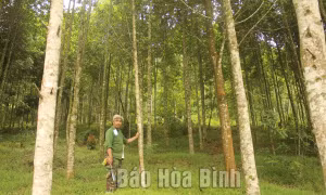 Hòa Bình thực hiện hiệu quả giải pháp bảo vệ và phát triển rừng