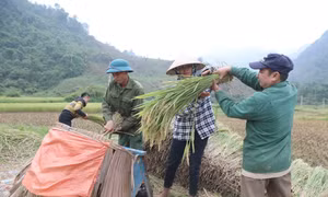 Rộn ràng “mùa vàng” giữa đại ngàn Pù Huống