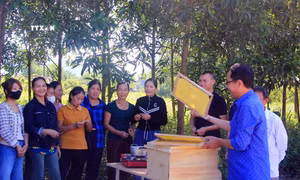 Huyện miền núi Minh Hóa xây dựng nhiều mô hình sinh kế hiệu quả vùng đồng bào dân tộc thiểu số
