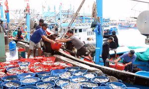 Vận chuyển cá lên bờ bán cho thương lái tại cảng Cà Ná (Thuận Nam, Ninh Thuận). Ảnh: Công Thử - TTXVN
