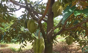 Kon Tum khuyến cáo nông dân không phát triển ồ ạt diện tích sầu riêng