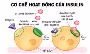 Liệu pháp insulin sớm có hiệu quả cho bệnh tiểu đường type 2