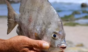 Con cá pacu xuất hiện ở Nga. Nguồn: Getty