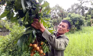 Thu nhập cao từ trồng nhãn chín sớm, trái vụ