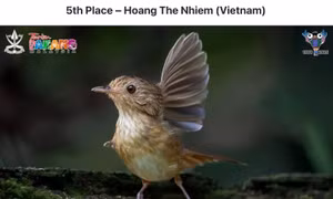 Fraser's Hill International Birdrace 2025: Giải thưởng quốc tế cho Việt Nam giữa “thiên đường hoang dã” 