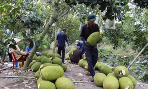 Chuyển trên 15.800 ha đất lúa kém hiệu quả sang trồng mít xuất khẩu