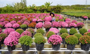 Làng hoa Sa Đéc những ngày áp Tết