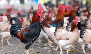 Thị xã Sơn Tây (Hà Nội) hiện có trên 20 trang trại chuyên sản xuất Gà Mía giống, sản lượng trung bình trên 4 triệu con/năm.