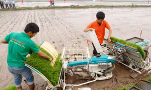 Thời gian qua, ngành Nông nghiệp Hà Nội đã đẩy mạnh cơ giới hóa đồng bộ trong sản xuất lúa.