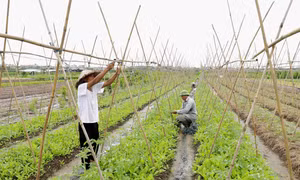 Thường Tín phát huy thế mạnh nông nghiệp, sản xuất rau an toàn