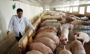 Với giá thịt lợn hơi xuất chuồng có lúc được bán với giá 72.000 đồng/kg, người chăn nuôi trên địa bàn thành phố Hà Nội có động lực để tái đàn.