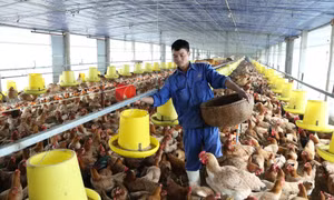 Công ty cổ phần Tiên Viên hiện là đầu mối liên kết phát triển chăn nuôi khép kín nhằm tạo việc làm và thu nhập cho nhiều hộ dân sinh sống trên địa bàn huyện Chương Mỹ (Hà Nội).