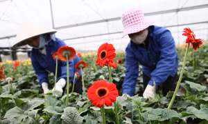 Nông dân Chương Mỹ (Hà Nội) trồng hoa có thu nhập cao gấp 2 - 3 lần so với trồng lúa.