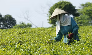Cây chè được xã Hòa Thạch, huyện Quốc Oai (Hà Nội) phát triển theo tiêu chuẩn VietGAP.