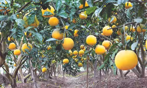 Bưởi Nam Phương Tiến, huyện Chương Mỹ (Hà Nội) vào mùa thu hoạch.